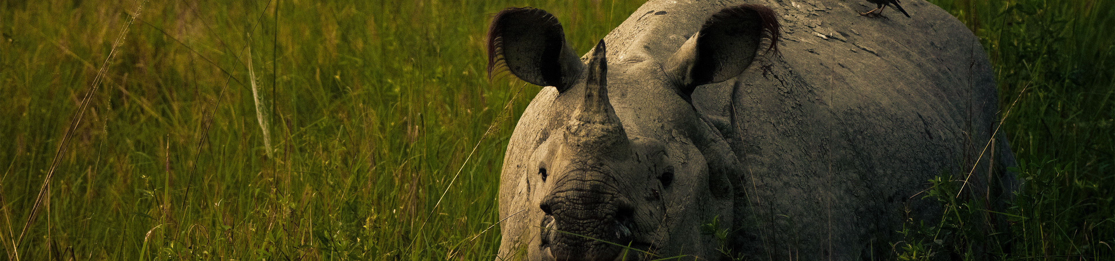 Nature Tribe and Culture banner 1