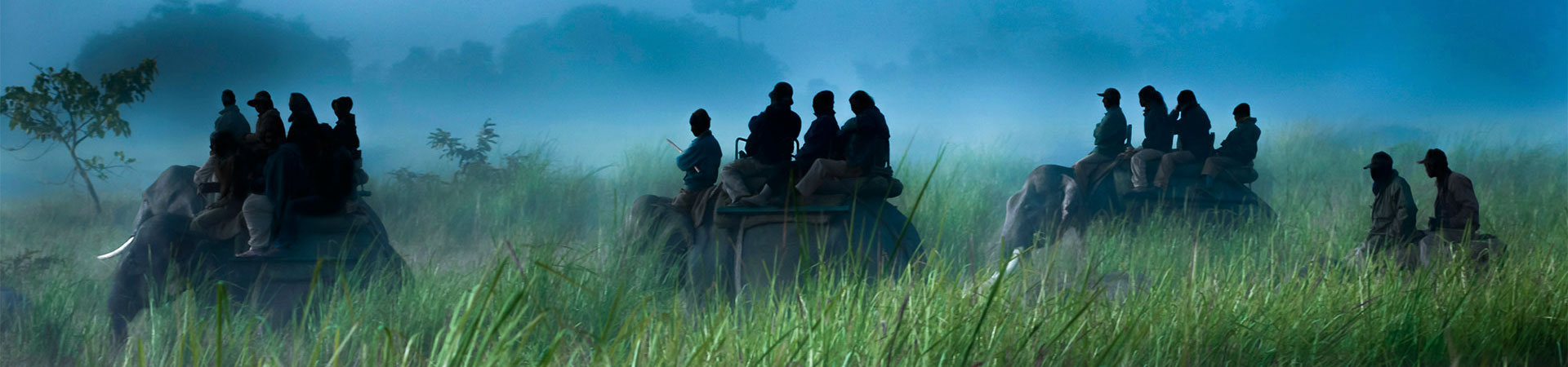 Wilderness in Jungle banner 1