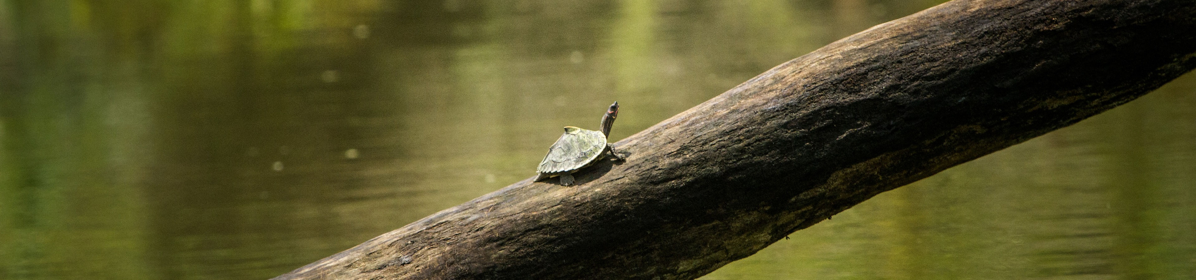 Kaziranga at a Glance banner 2